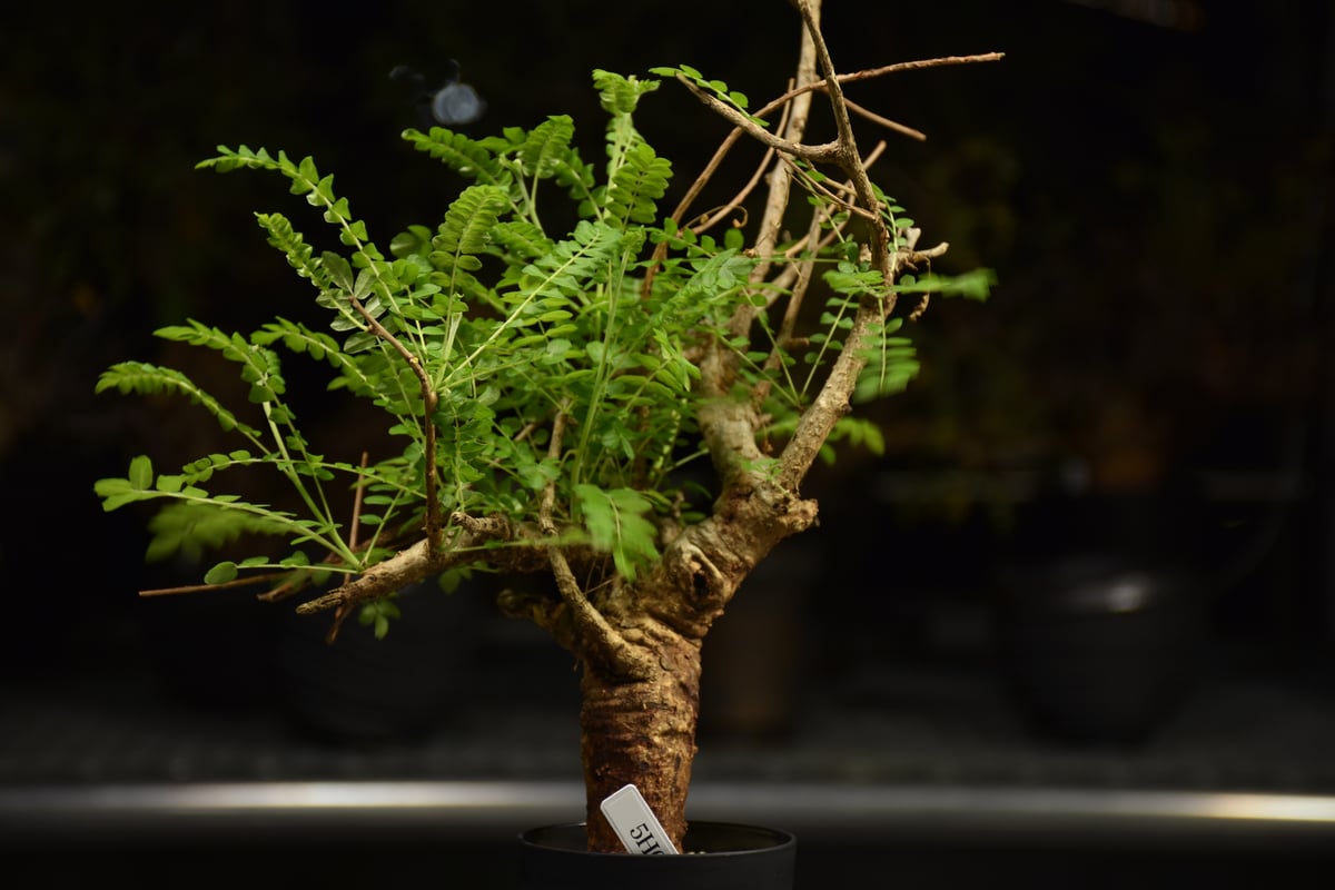 Boswellia neglecta ボスウェリア ネグレクタ 発根済現地株 H10 | BO