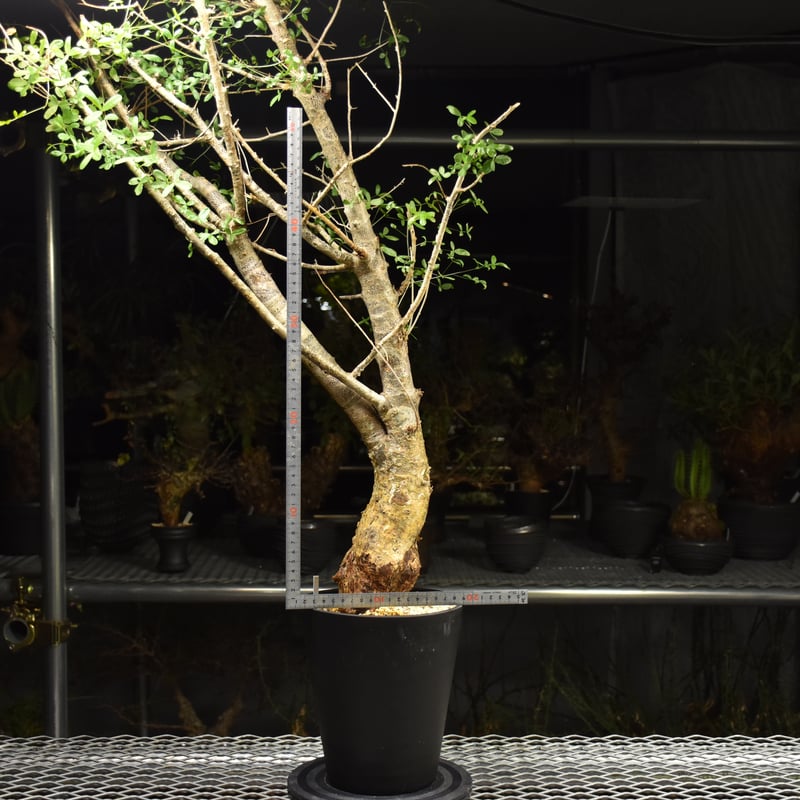 Commiphora humbertii コミフォラ フンベルティ 発根済現地株 I8 送料着