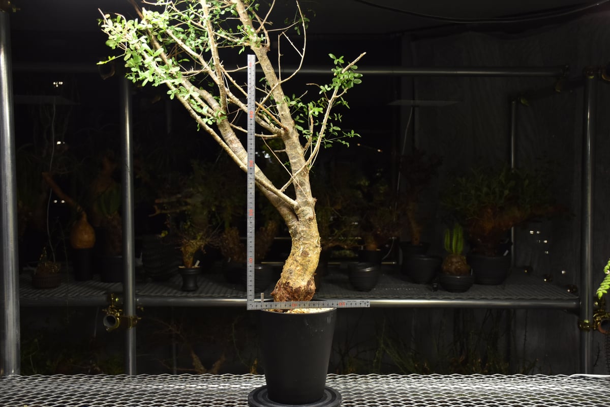 Commiphora humbertii コミフォラ フンベルティ 発根済現地株 I8 送料着