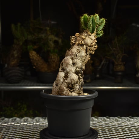 Euphorbia mlanjeana　ユーフォルビア ムランジーナ 発根済現地株 I82