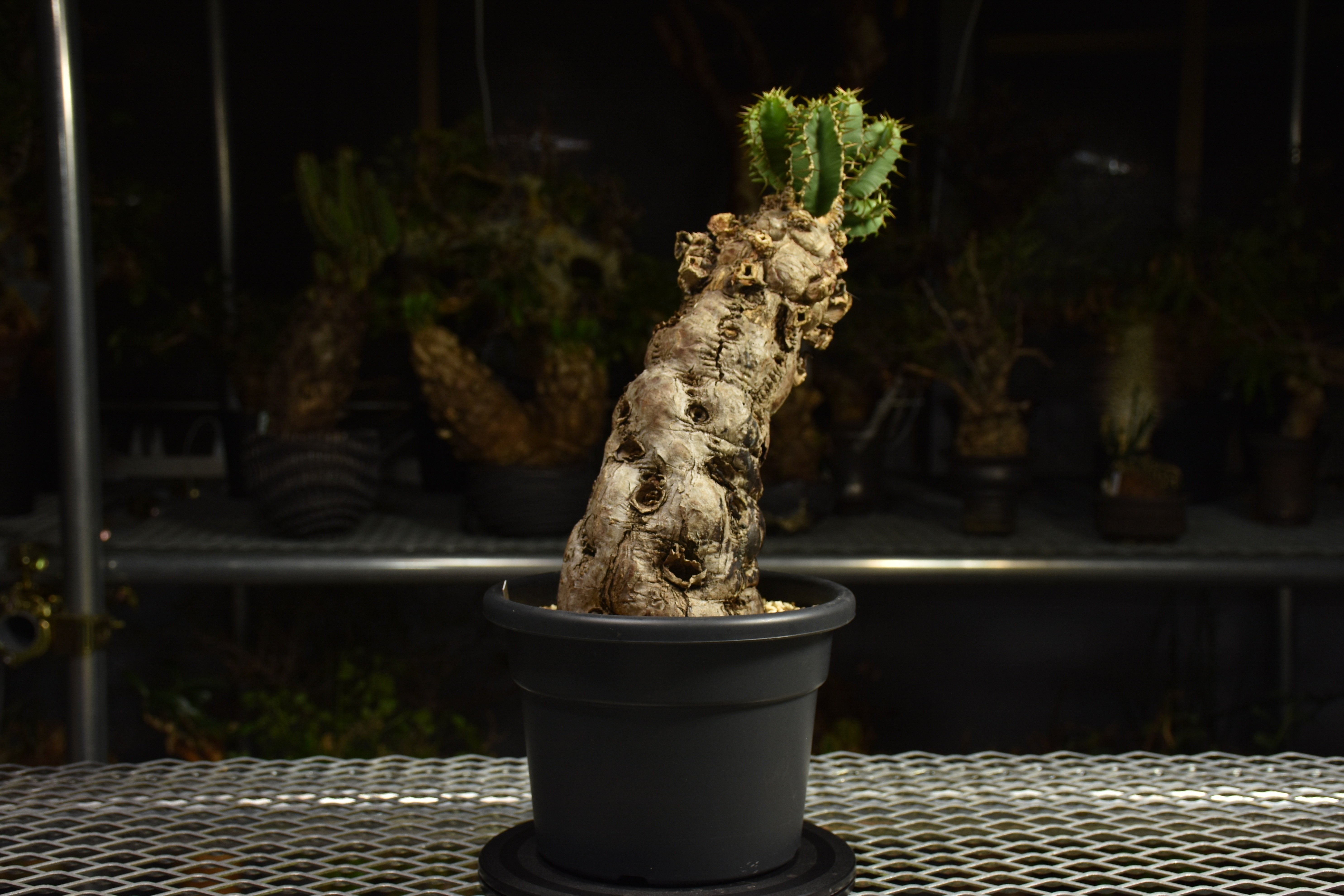 Euphorbia mlanjeana ユーフォルビア ムランジーナ 発根済現地株 I82 |