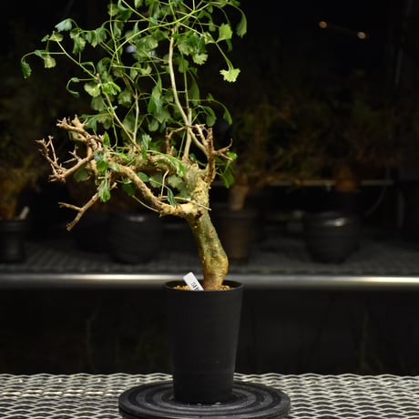 Commiphora campestris コミフォラ カンペストリス 発根済現地株 H2