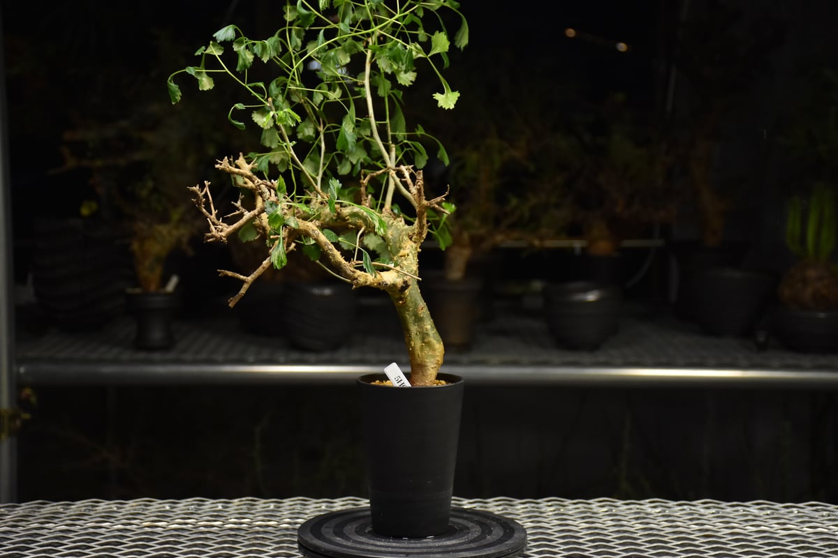 Commiphora campestris コミフォラ カンペストリス 発根済現地株 H2 |