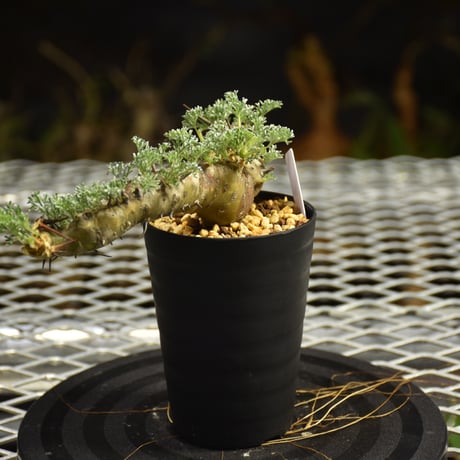 Monsonia herrei　モンソニア ヘレー　発根済現地株 6Bb7