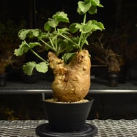 Monsonia multifida モンソニア ムルチフィダ 実生株 #1 | BONDEX