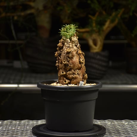 Euphorbia mlanjeana　ユーフォルビア ムランジーナ 発根済現地株 E60