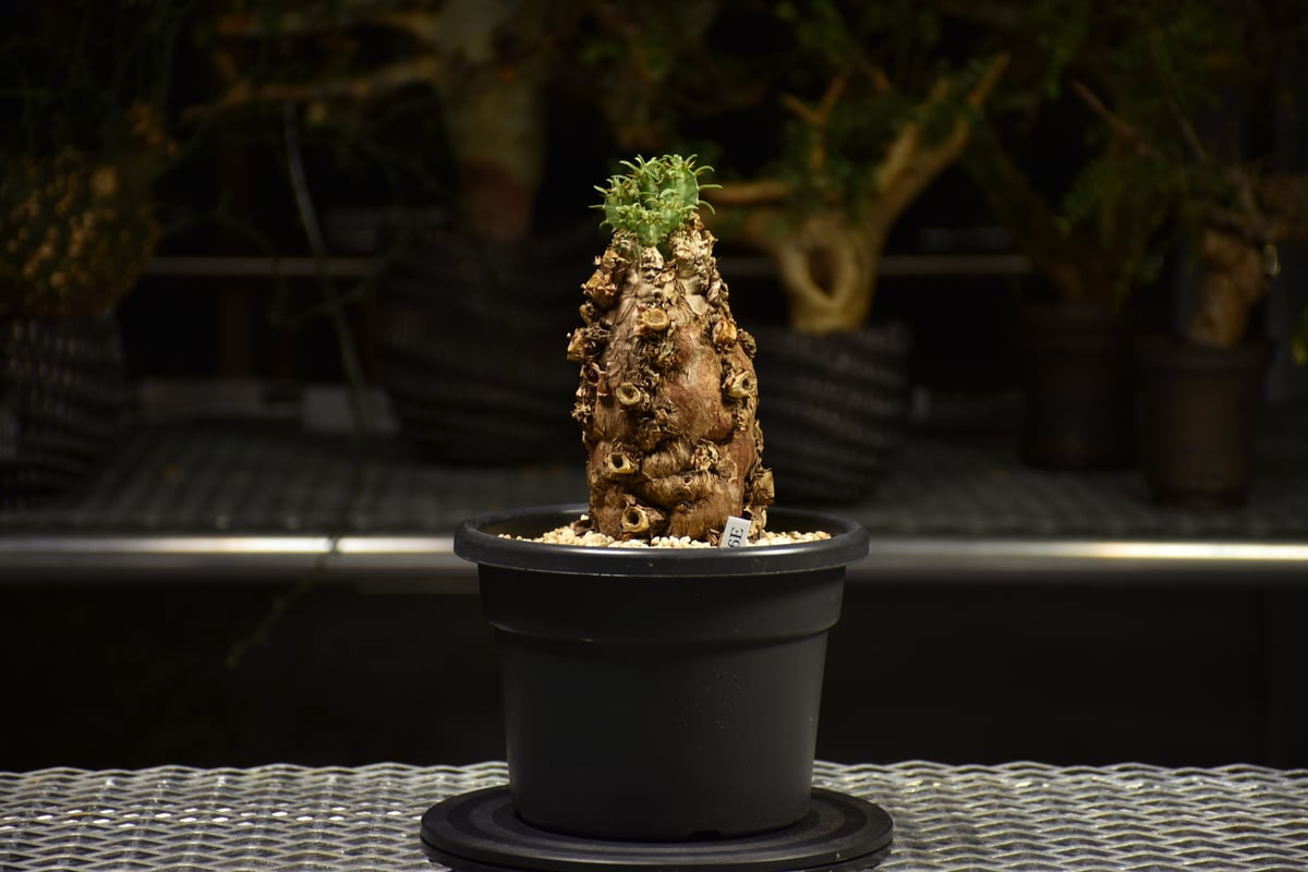 Euphorbia mlanjeana ユーフォルビア ムランジーナ 発根済現地株 E60 |