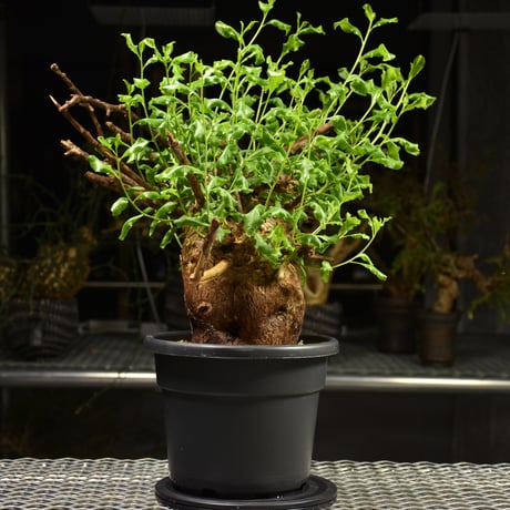 Commiphora glaucescens　コミフォラ グラウケスケンス　発根済現地株　F28