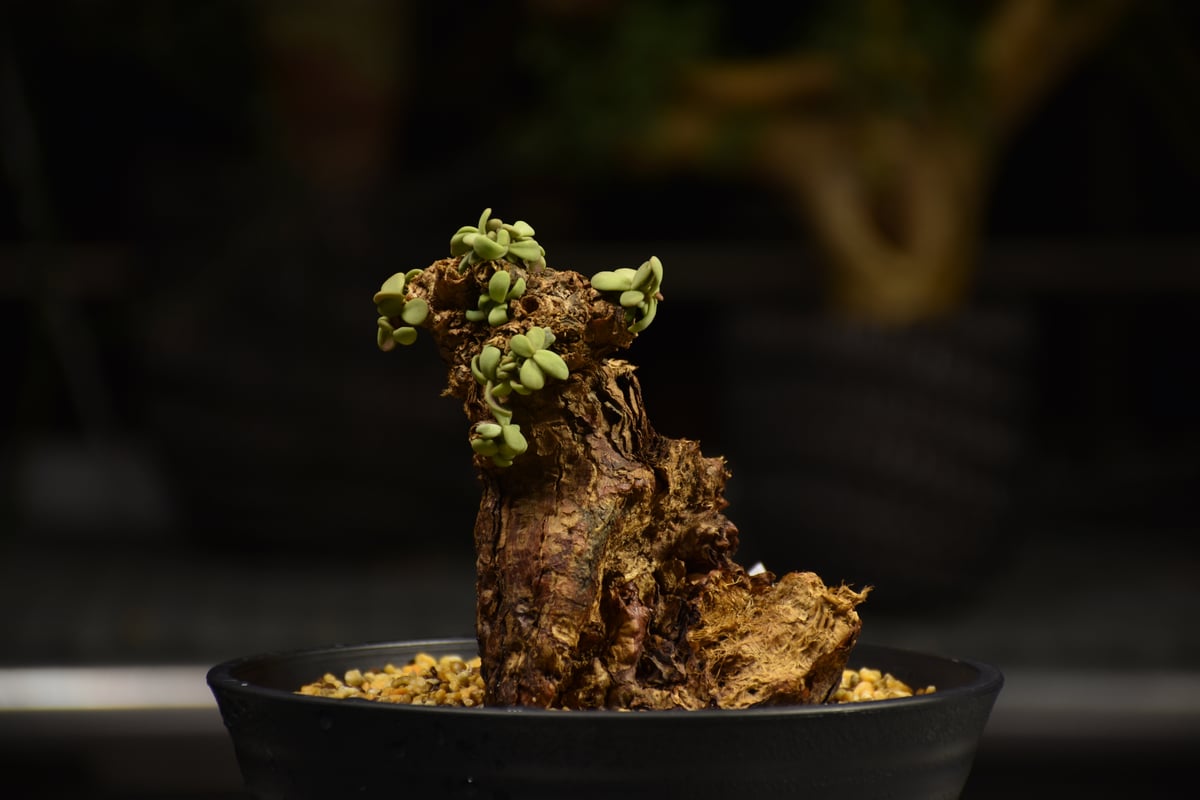 た*し様 ピグマエア　現地株 Ceraria pygmaea ケラリア ピグマエア 発根済現地株 F1 | BONDEX