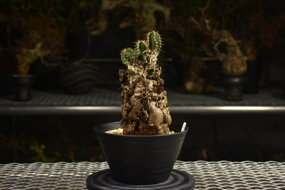 o*e様 【発根済・XXL】激シブ！！ユーフォルビア・ムランジーナ/プラ鉢に植え Euphorbia mlanjeana ユーフォルビア ムランジーナ 発根済現地株 I46 |