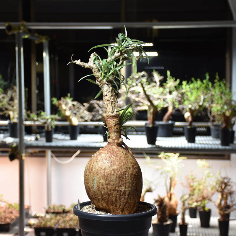 Adenium Somalense アデニウム ソマレンセ 発根済現地株 #2 | BONDEX