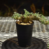 Monsonia herrei　モンソニア ヘレー　発根済現地株 6Bb7
