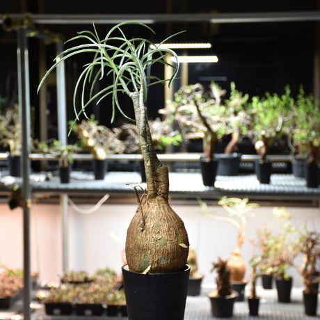 Adenium Somalense アデニウム ソマレンセ 発根済現地株 #5