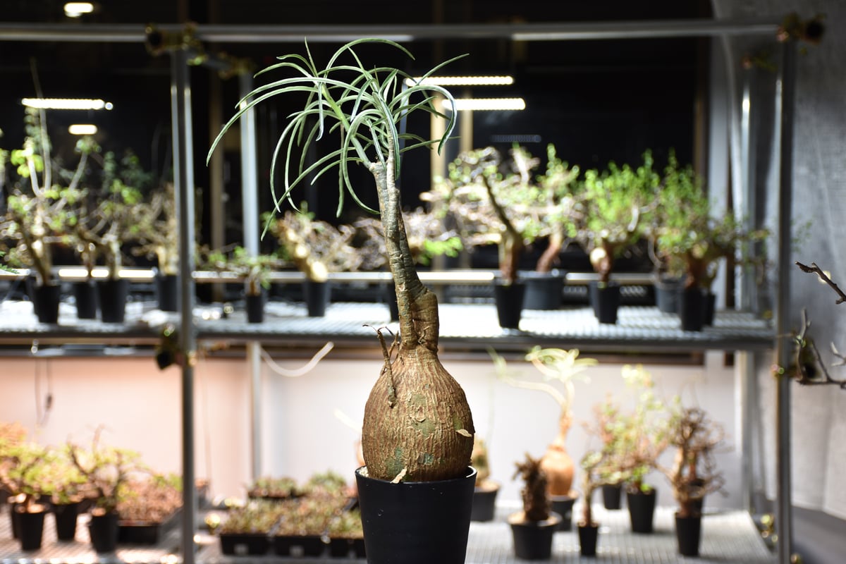 Adenium Somalense アデニウム ソマレンセ 発根済現地株 #5 | BONDEX