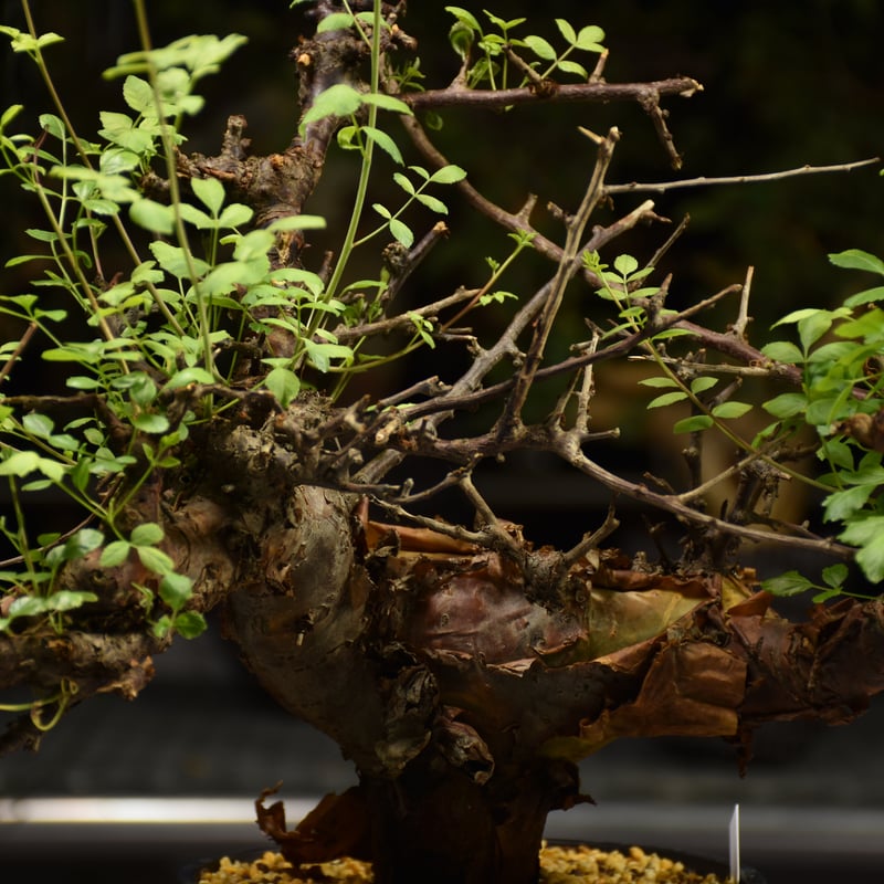 【にゃーは】コミフォラ ボラネンシス にゃーは】コミフォラ ボラネンシス Commiphora boranensis