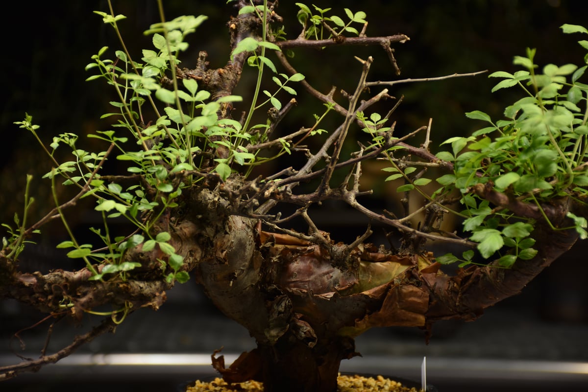 Commiphora Boranensis コミフォラ ボラネンシス 発根済現地株