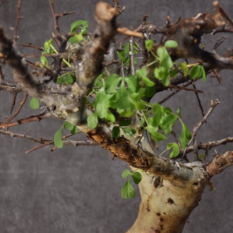 Commiphora kataf var.turkanensis コミフォラ カタフ ターカネンシス 発根済現地株 #4