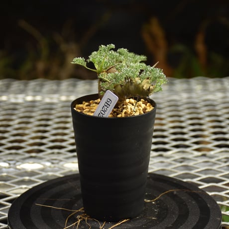 Monsonia herrei　モンソニア ヘレー　発根済現地株 6Bb7