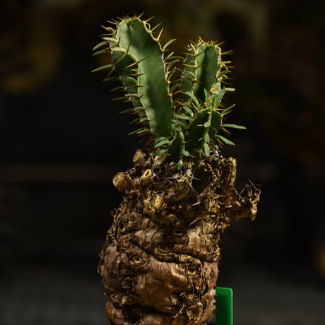 Euphorbia mlanjeana　ユーフォルビア ムランジーナ 発根済現地株 I39