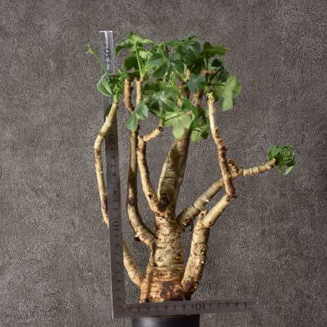 Jatropha spicata ヤトロファ スピカータ 発根済現地株 #3