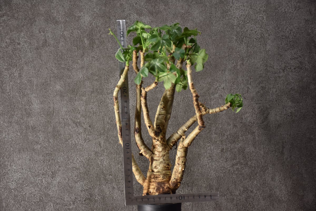 【海外配送可】【送料無料】 Jatropha BONDEX | #3 発根済現地株 スピカータ ヤトロファ spicata 塊根植物・コーデックス