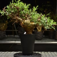 Euphorbia mlanjeana ユーフォルビア ムランジーナ 発根済現地株 I40 |