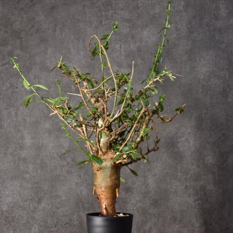 Commiphora habessinica コミフォラ ハベシニカ 発根済現地株 #5