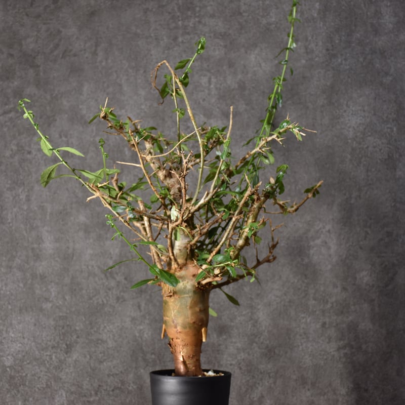 発根済み　現地球　コミフォラ・ハベシニカ Commiphora habessinica コミフォラ ハベシニカ 発根済現地株 #4