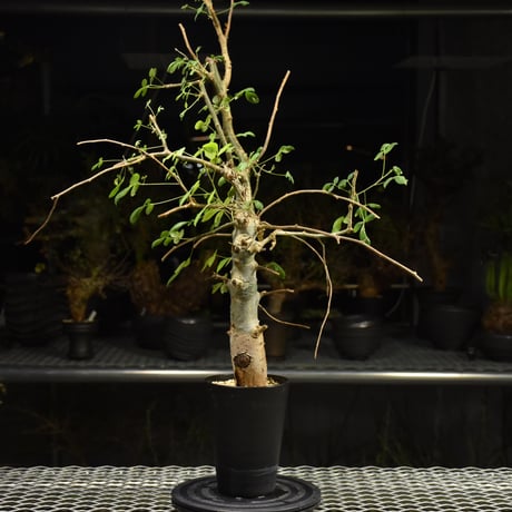 Commiphora holtziana コミフォラ ホルトジアナ 発根済現地株 H12