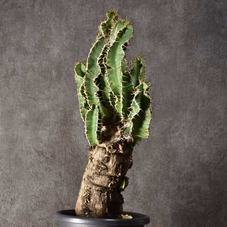 Euphorbia mlanjeana　ユーフォルビア ムランジーナ 発根済現地株 #2