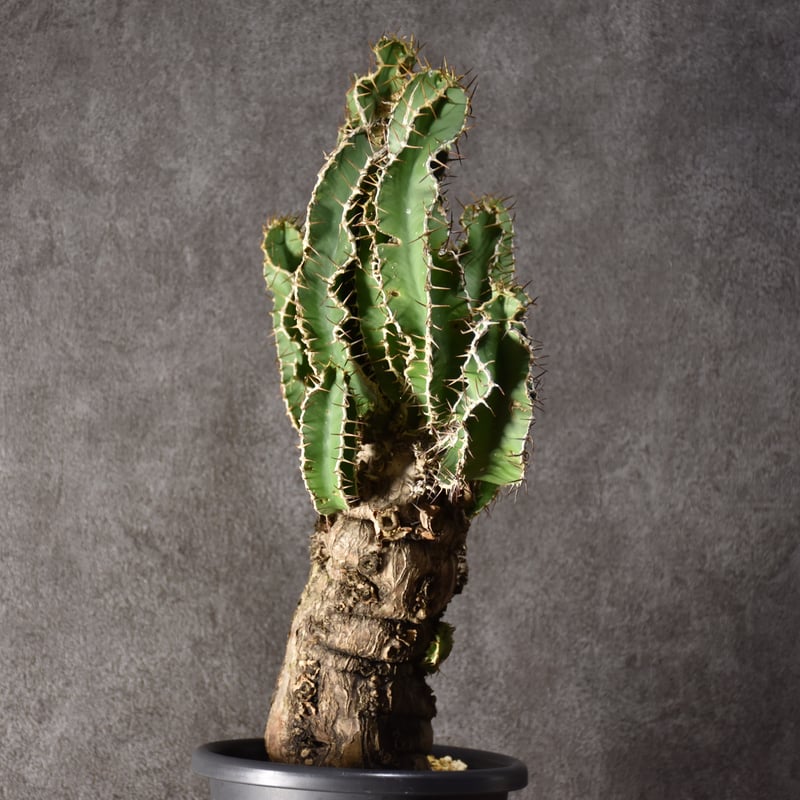 Euphorbia mlanjeana ユーフォルビア ムランジーナ 発根済現地株 Euphorbia mlanjeana ユーフォルビア ムランジーナ 発根済現地株
