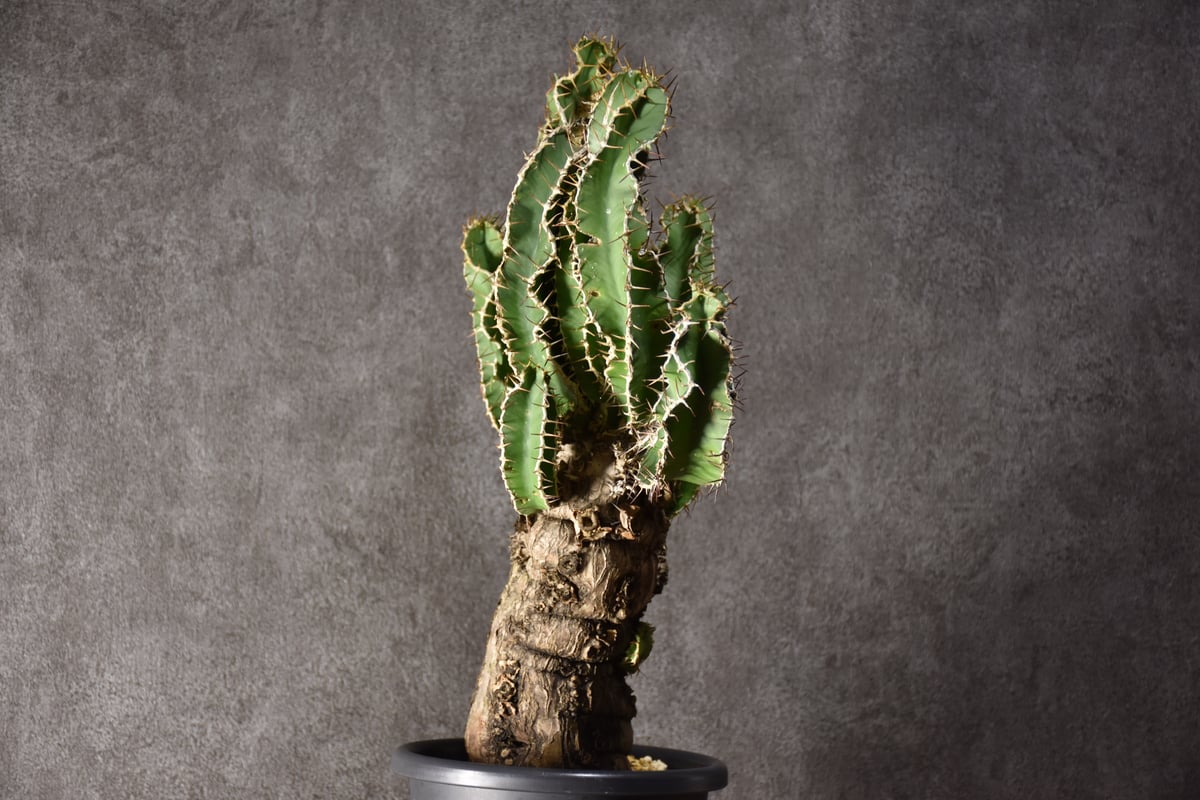 Euphorbia mlanjeana ユーフォルビア ムランジーナ 発根済現地株