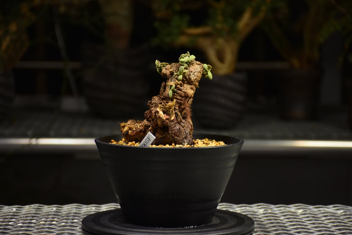 Ceraria pygmaea ケラリア ピグマエア 発根済現地株 F3 | BONDEX