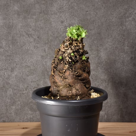 Euphorbia mlanjeana　ユーフォルビア ムランジーナ 発根済現地株 #9