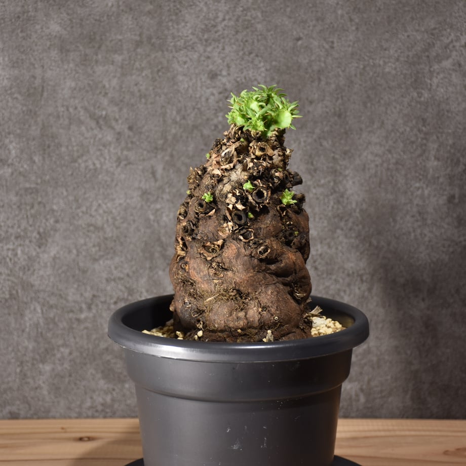 66591aca84748731a753a15d