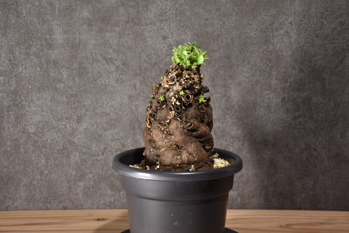 Euphorbia mlanjeana ユーフォルビア ムランジーナ 発根済現地株