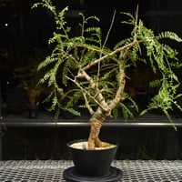 Euphorbia mlanjeana ユーフォルビア ムランジーナ 発根済現地株 I40 |