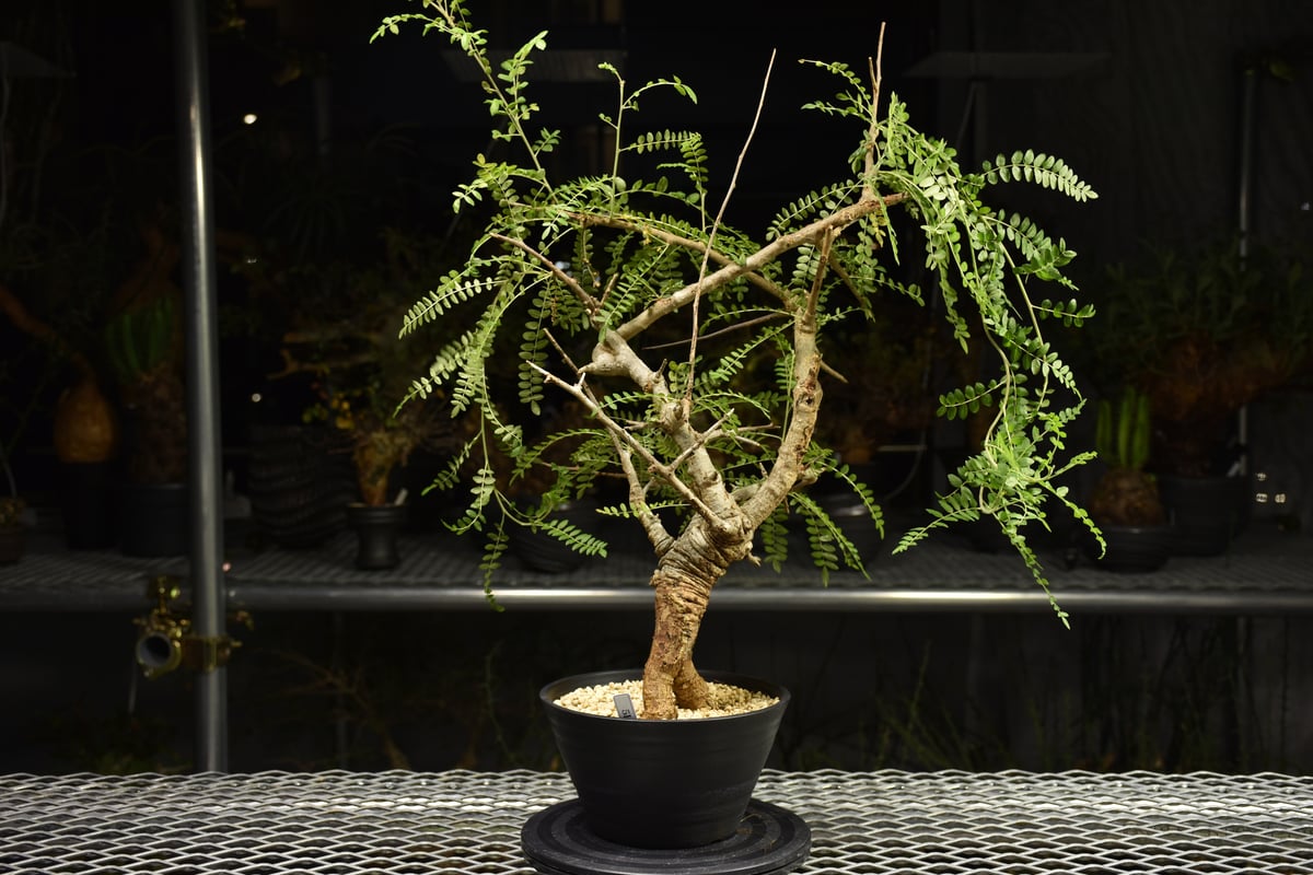 Boswellia neglecta ボスウェリア ネグレクタ 発根済現地株 H15 | BO