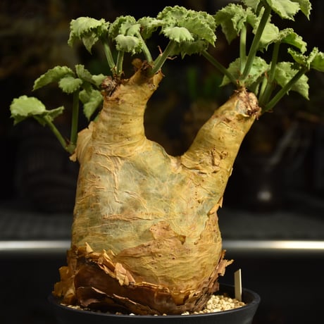 Cyphostemma uter var. macropus　キフォステンマ ウター マクロプス 発根済現地株 I57