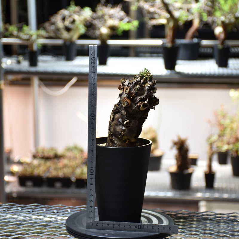 特大 現地球 ムランジーナ 鉢付き 発根済 Euphorbia mlanjeana