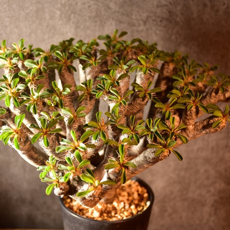 Euphorbia guillauminiana　ユーフォルビア　ギラウミニアナ　発根済現地株 #1