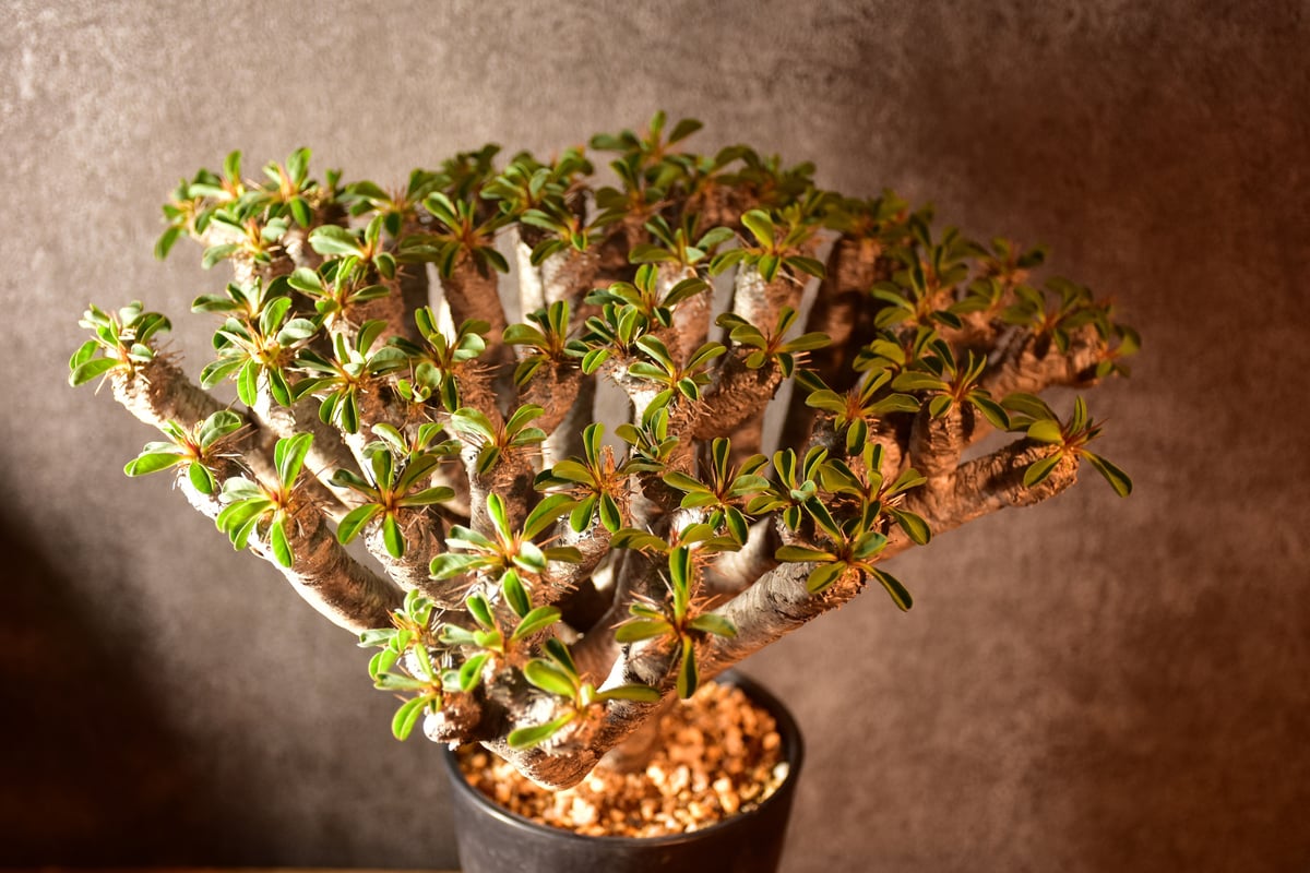 Euphorbia guillauminiana ユーフォルビア ギラウミニアナ 発根済現地株...