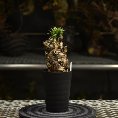 Euphorbia mlanjeana　ユーフォルビア ムランジーナ 発根済現地株 I44