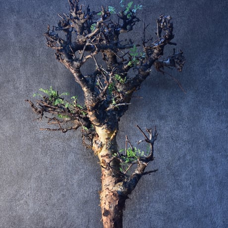 Commiphora pinnate leaves　コミフォラ ピンネイトリーブス　発根済現地株　#2
