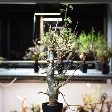 Commiphora holtziana コミフォラ ホルトジアナ 発根済現地株 #5