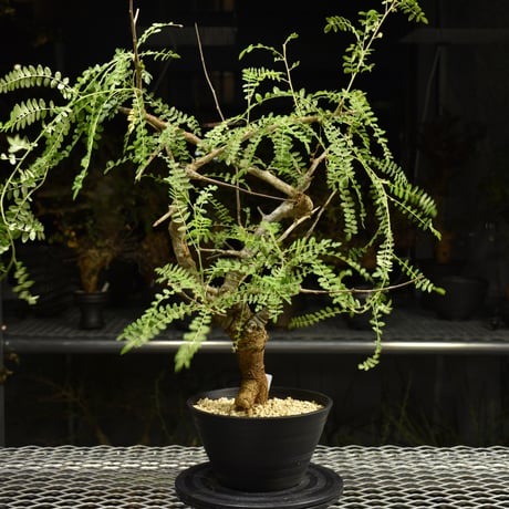 Boswellia neglecta　ボスウェリア ネグレクタ　発根済現地株　H15