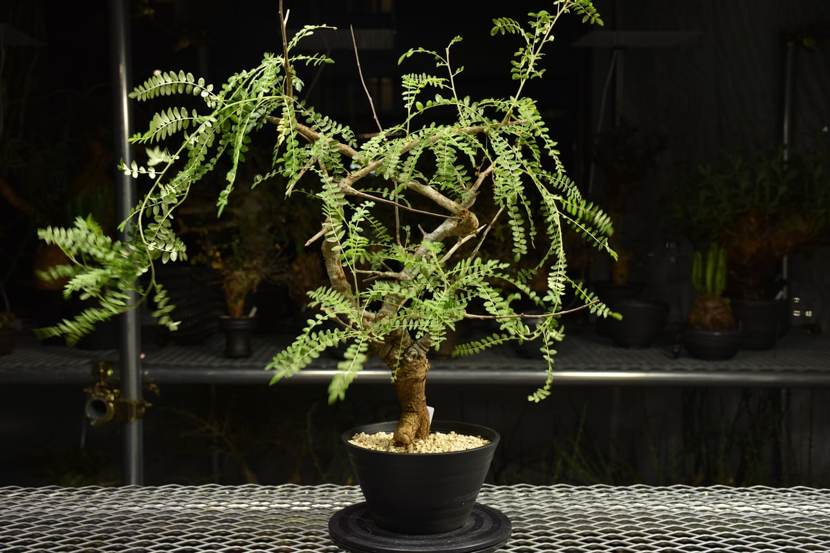 Boswellia neglecta ボスウェリア ネグレクタ 発根済現地株 H15 | BO