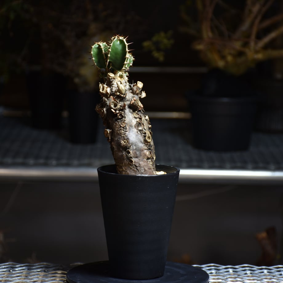 66d3114f9793941e835661b3