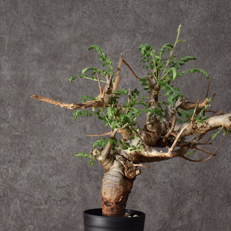 ボスウェリア　ネグレクタ　現地株　盆栽風　鉢ごと送料着払い ボスウェリア ネグレクタ 現地株 盆栽風 鉢ごと送料着払い