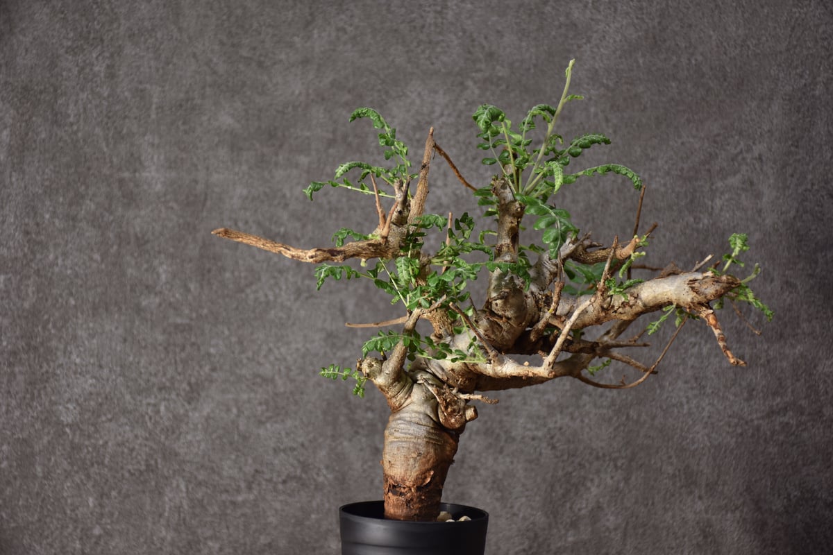 Boswellia neglecta ボスウェリア ネグレクタ 発根済現地株 #9